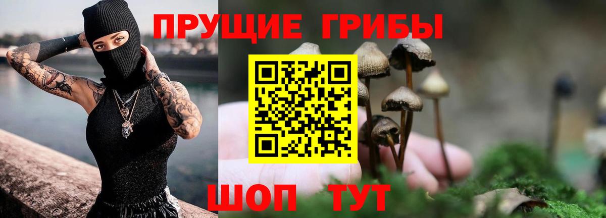 Псилоцибиновые грибы Psilocybe Тверь
